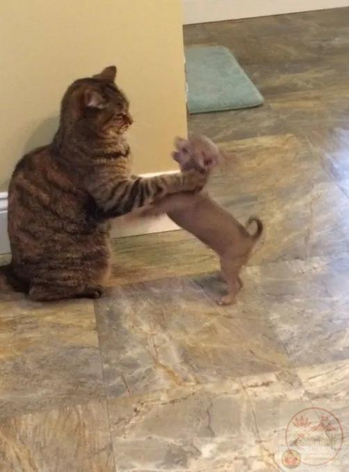 hình bóp cổ thằng nhóc chế lầy lội