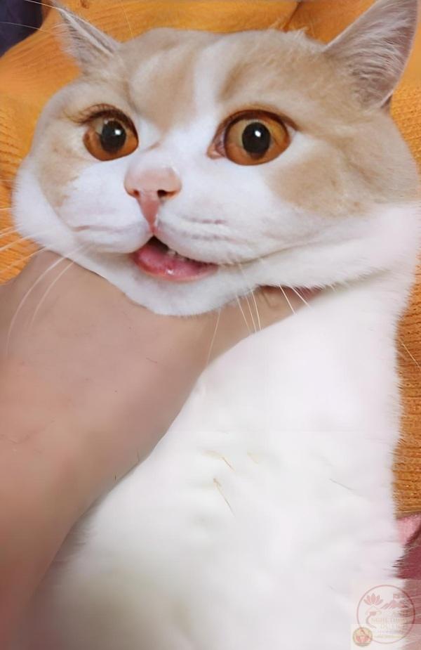 hình bóp cổ ngáo ngơ siêu hot trend