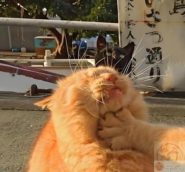 hình bóp cổ đời thường gây sốt mạng xã hội