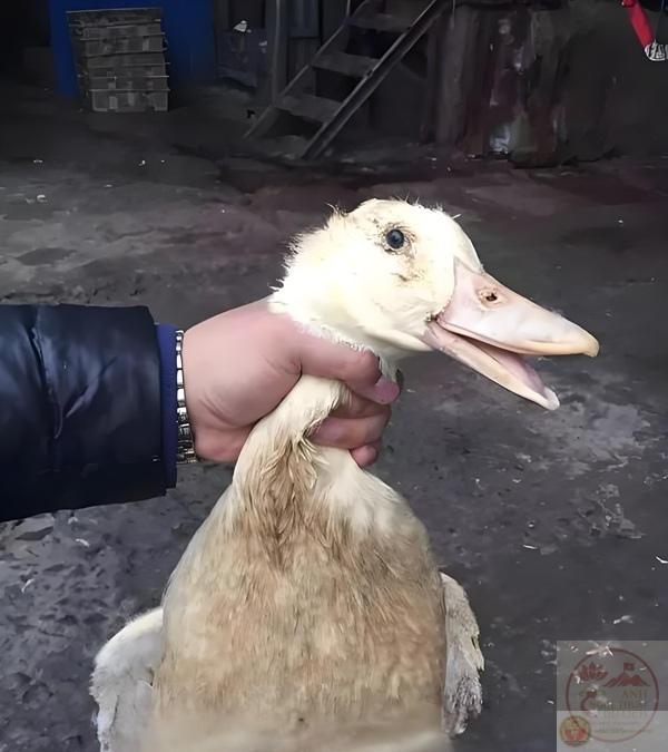 ảnh chế bóp cổ đáng yêu nhưng hài hước