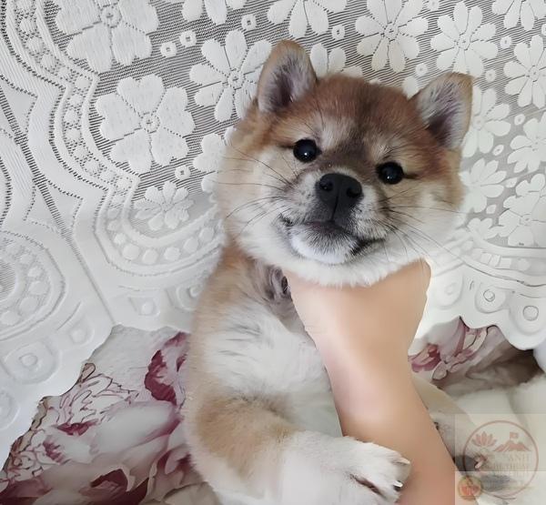 ảnh bóp cổ nhân vật hoạt hình