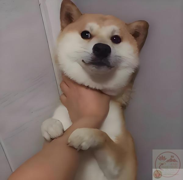 ảnh chế bóp cổ ngáo ngơ vui nhộn