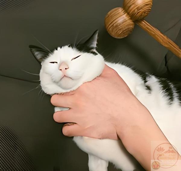 reaction bóp cổ troll cực lầy