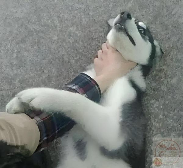 ảnh bóp cổ chó chế gây cười