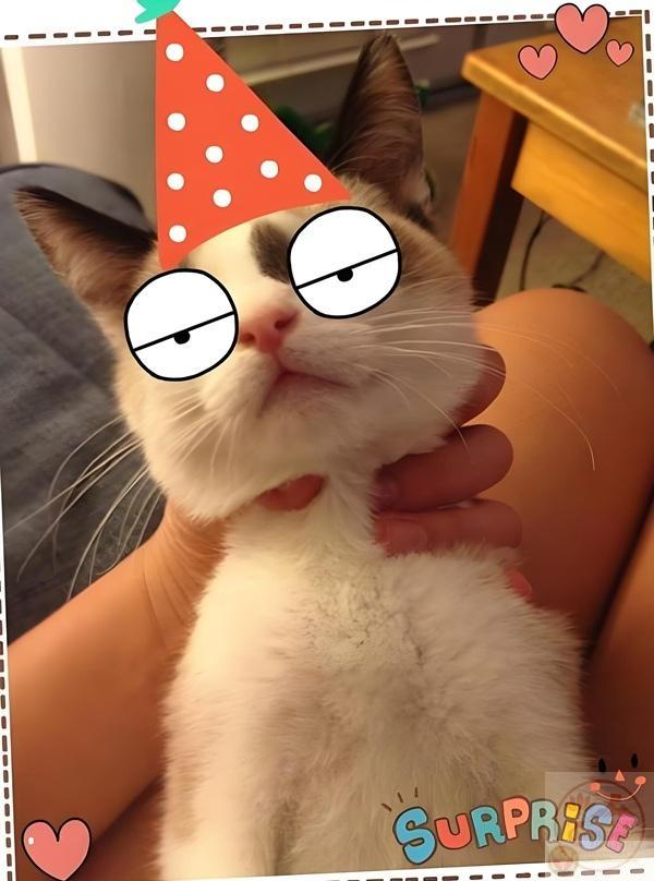 hình bóp cổ vịt cực kì ngỡ ngẩn