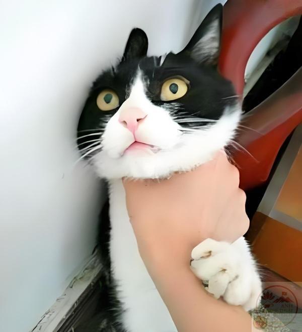 ảnh bóp cỏ mèo troll bá đạo