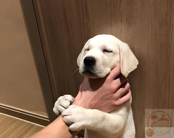 khoảng khắc bóp cổ cái bóng siêu hề