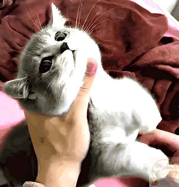 hình bóp cổ troll bá đạo