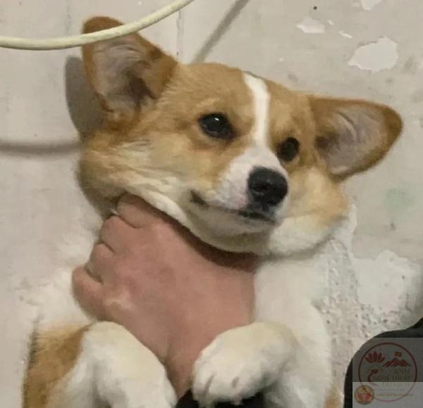 meme bóp cổ con chó