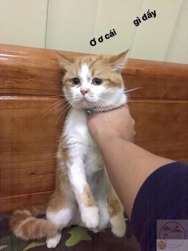 reaction bóp cổ troll cực mạnh