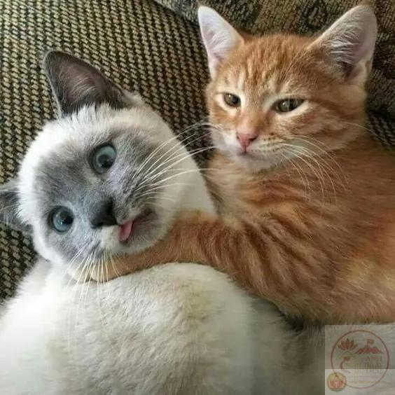 ảnh bóp cổ vịt cực độc lạ