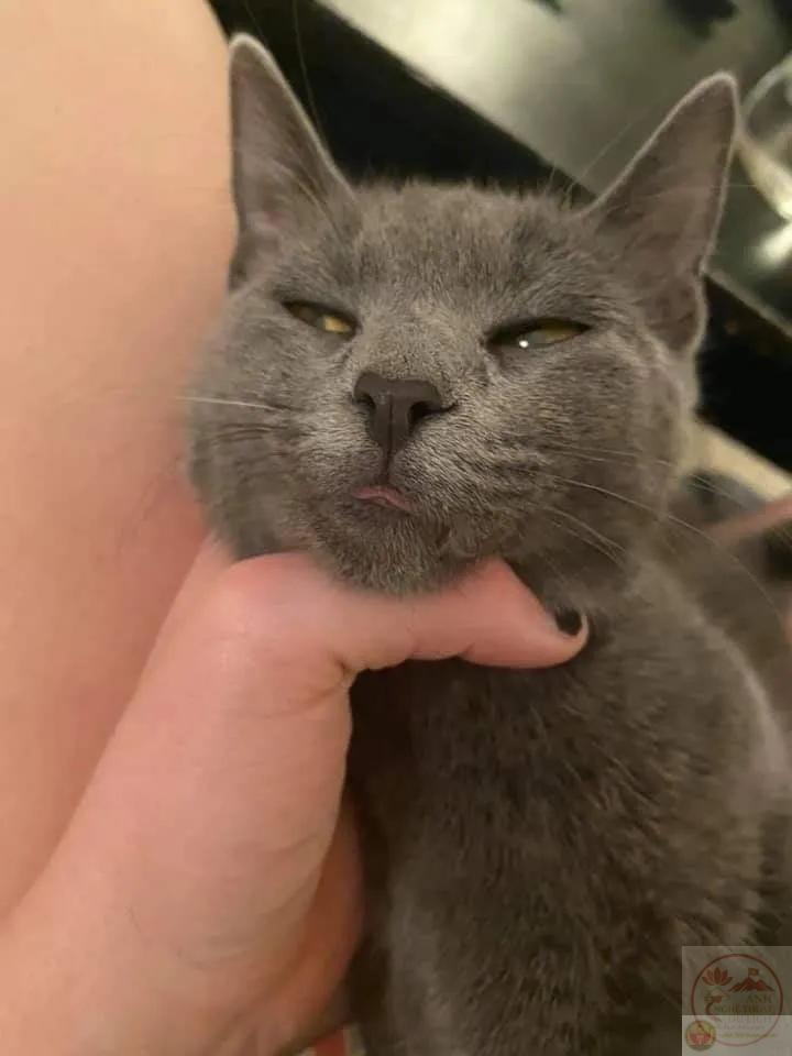 Hình chế bóp cổ còn mèo đáng yêu