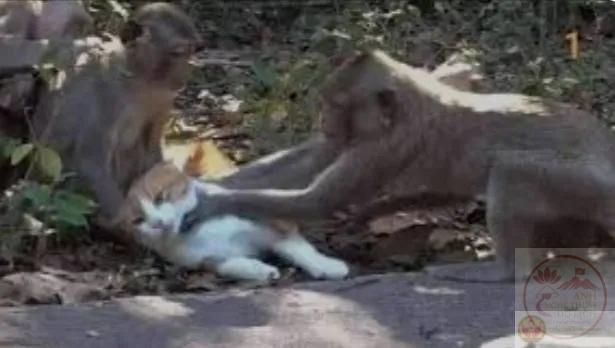 ảnh bóp cổ hài hước gây bão cộng đồng mạng