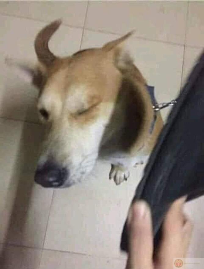 Đừng đùa, chiếc dép này có tiền án rồi