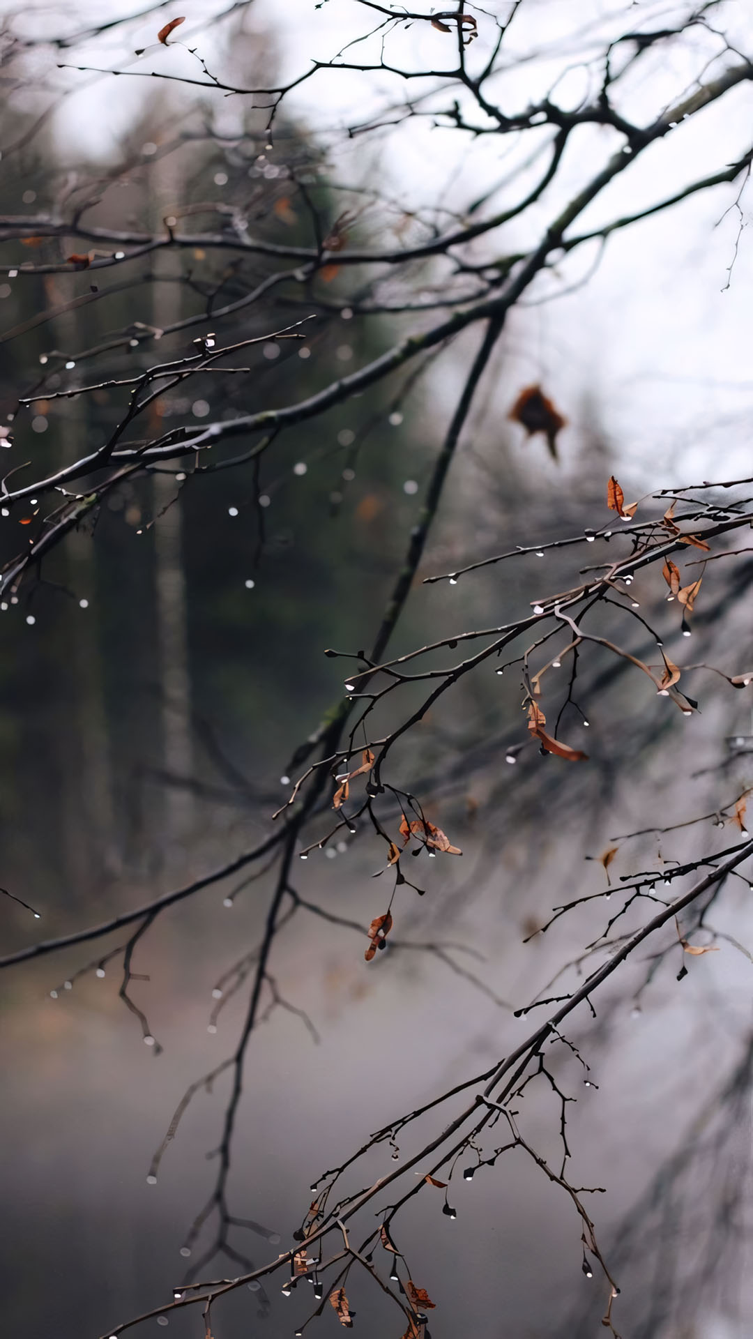 anh hoa cay coi buon 1920px 1080px full hd 11