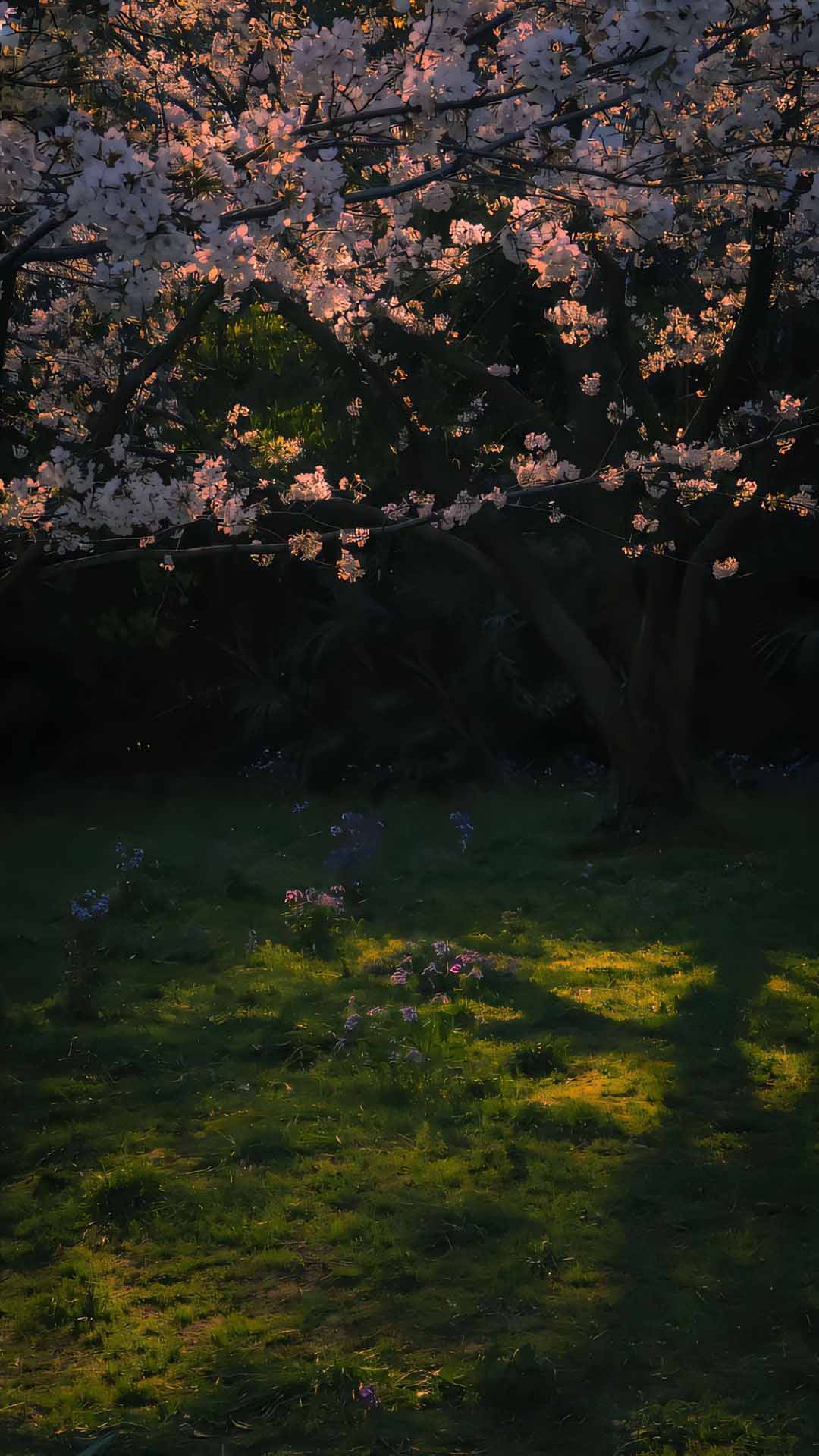 anh hoa cay coi buon 1920px 1080px full hd 2