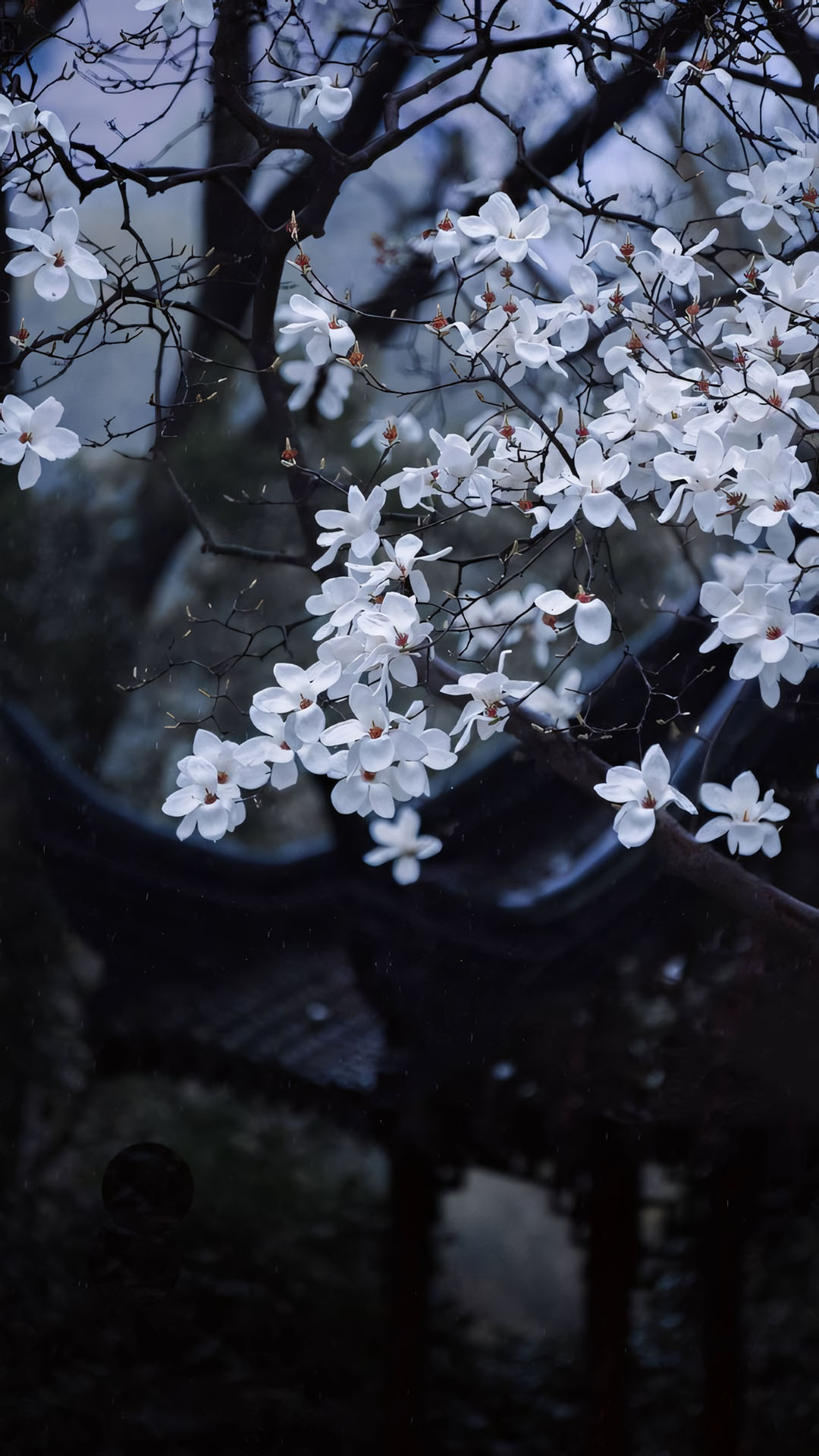 anh hoa cay coi buon 1920px 1080px full hd 13