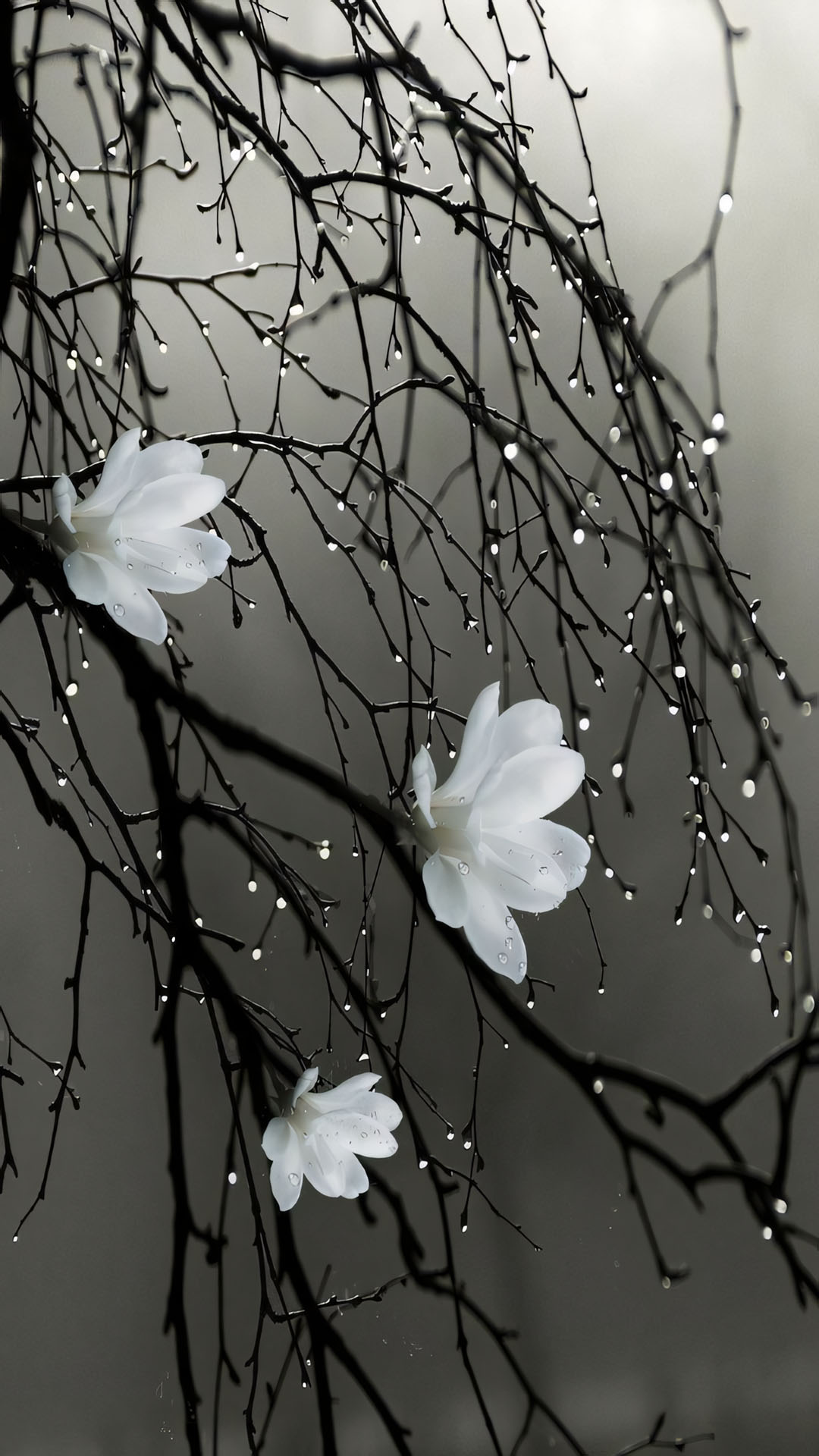 anh hoa cay coi buon 1920px 1080px full hd 15