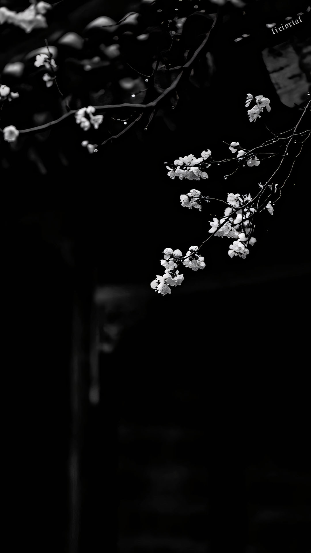 anh hoa cay coi buon 1920px 1080px full hd 16