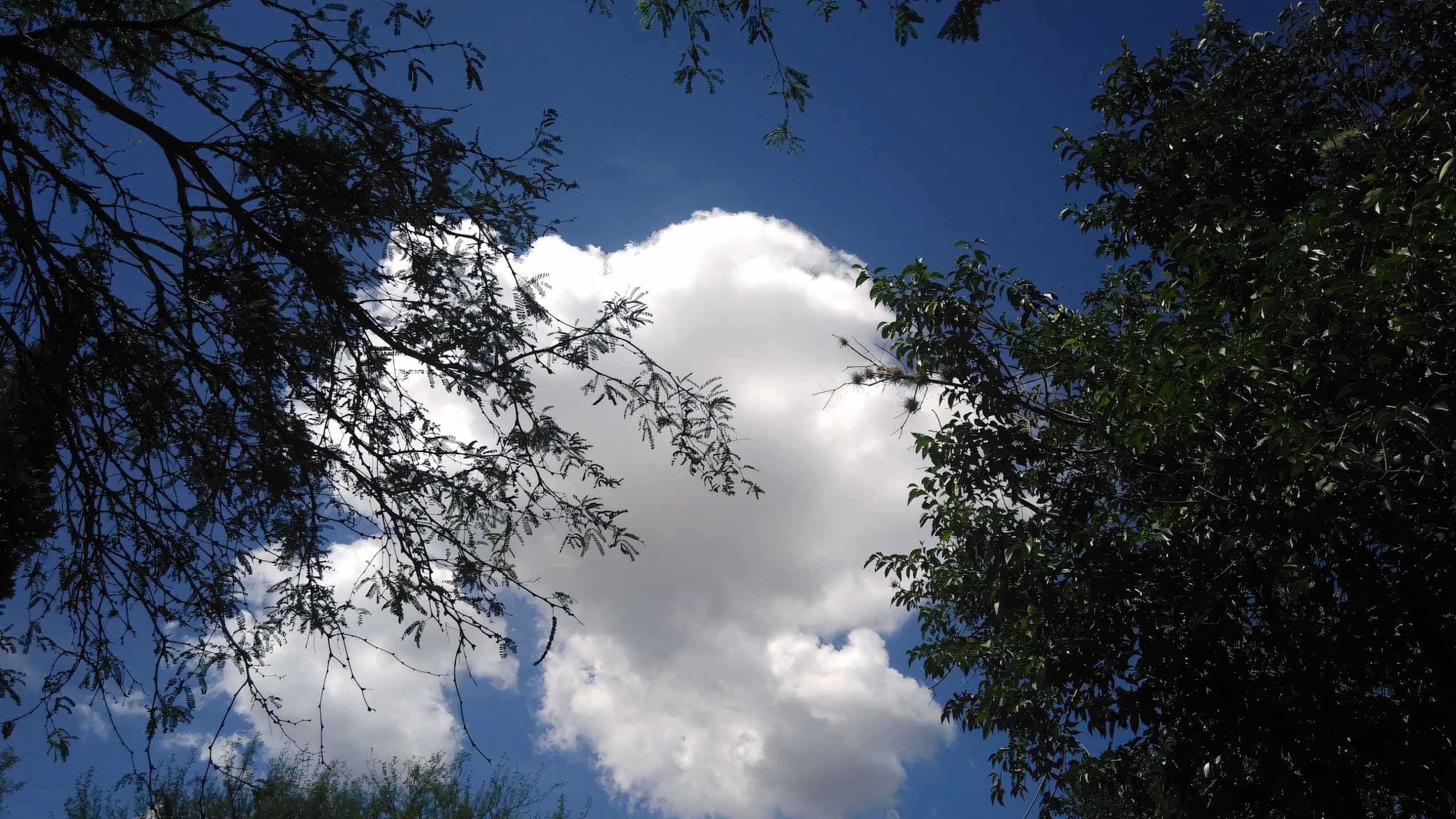 anh hoang hon anh cay coi buon 2560px 1440px 2k 14