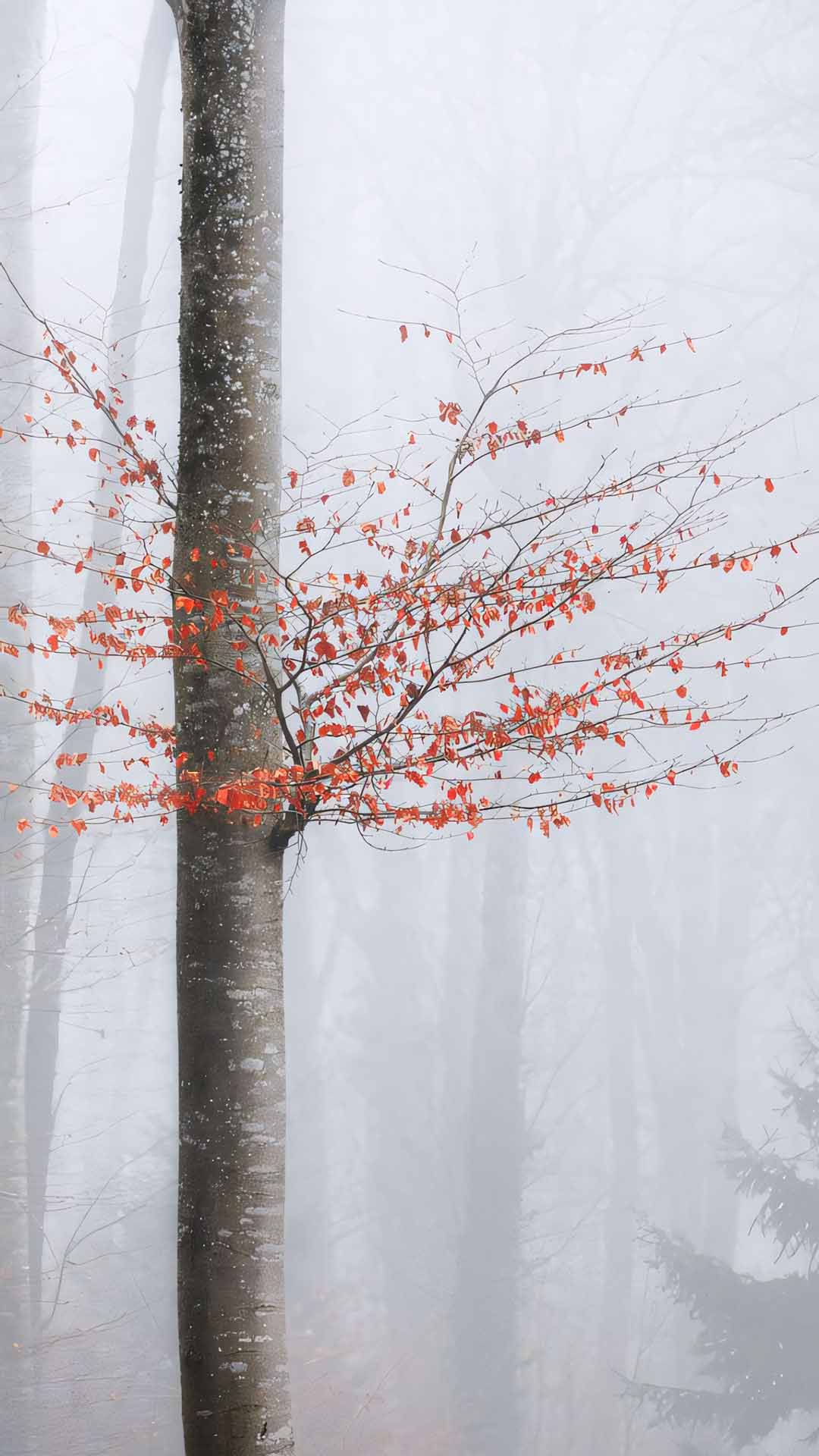 anh hoa cay coi buon 1920px 1080px full hd 10