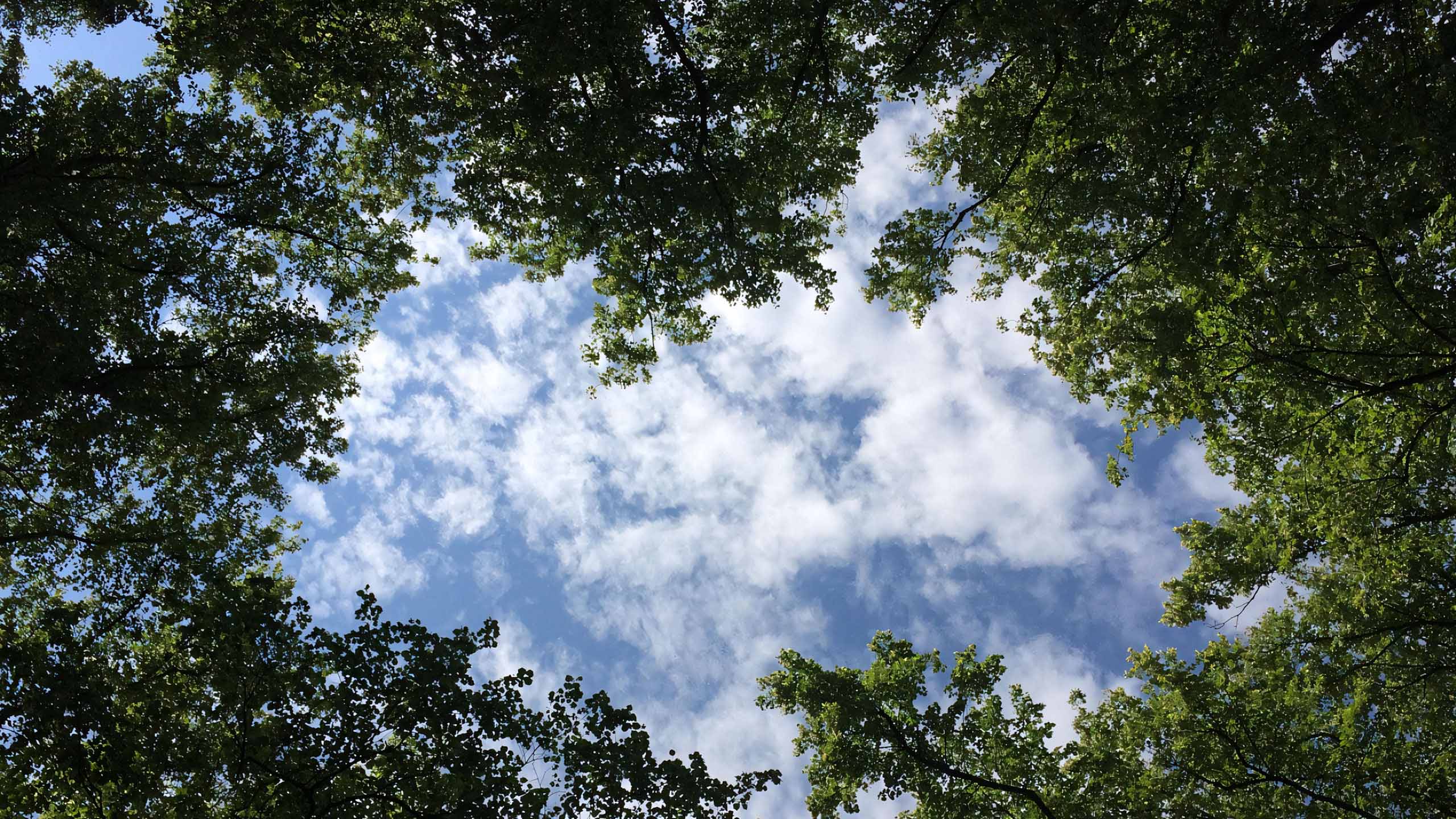 anh hoang hon anh cay coi buon 2560px 1440px 2k 11