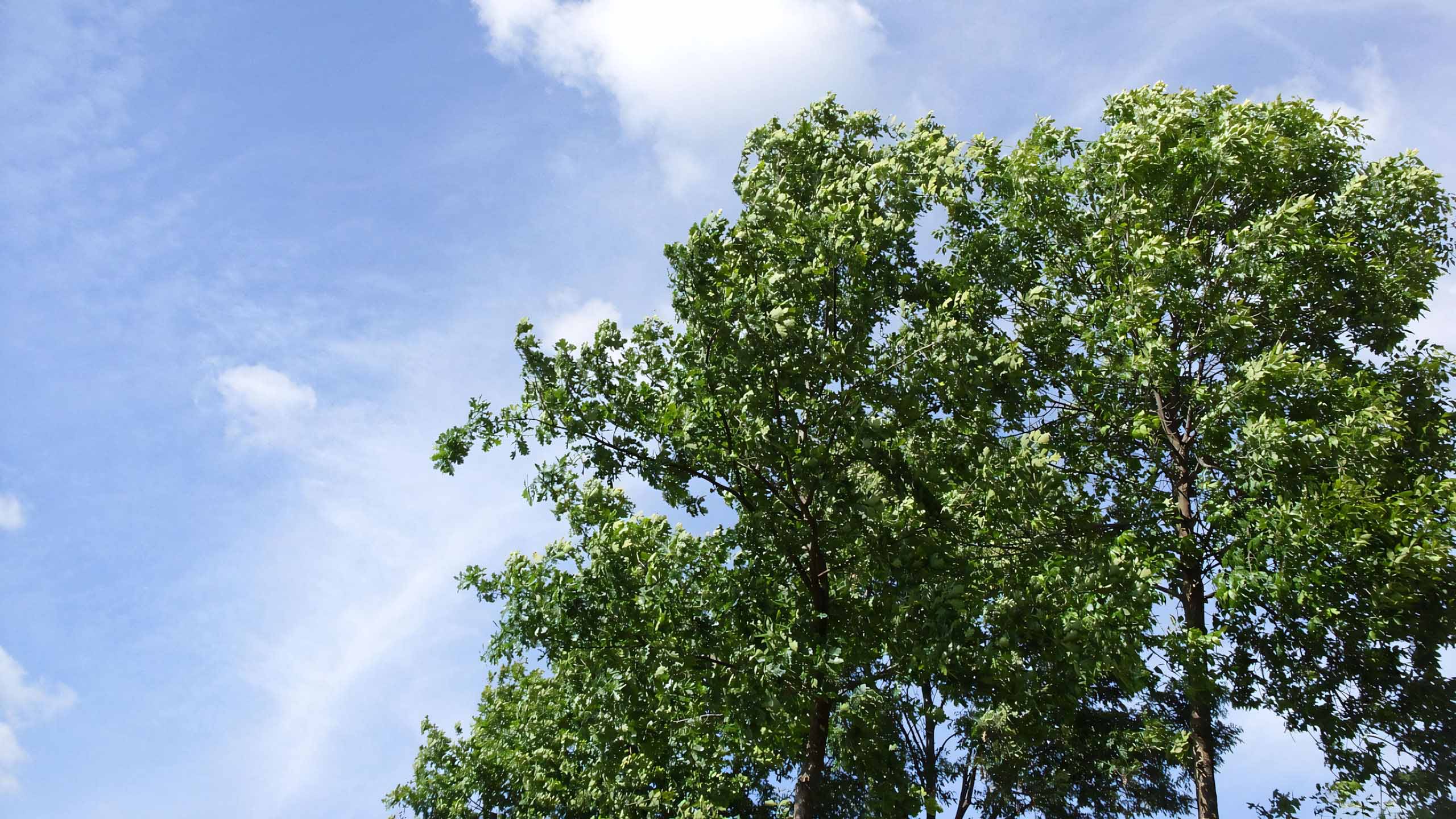 anh hoang hon anh cay coi buon 2560px 1440px 2k 10