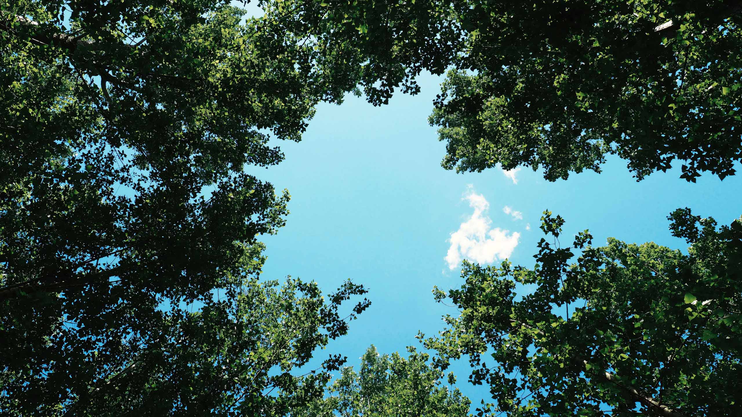 anh hoang hon anh cay coi buon 2560px 1440px 2k 6