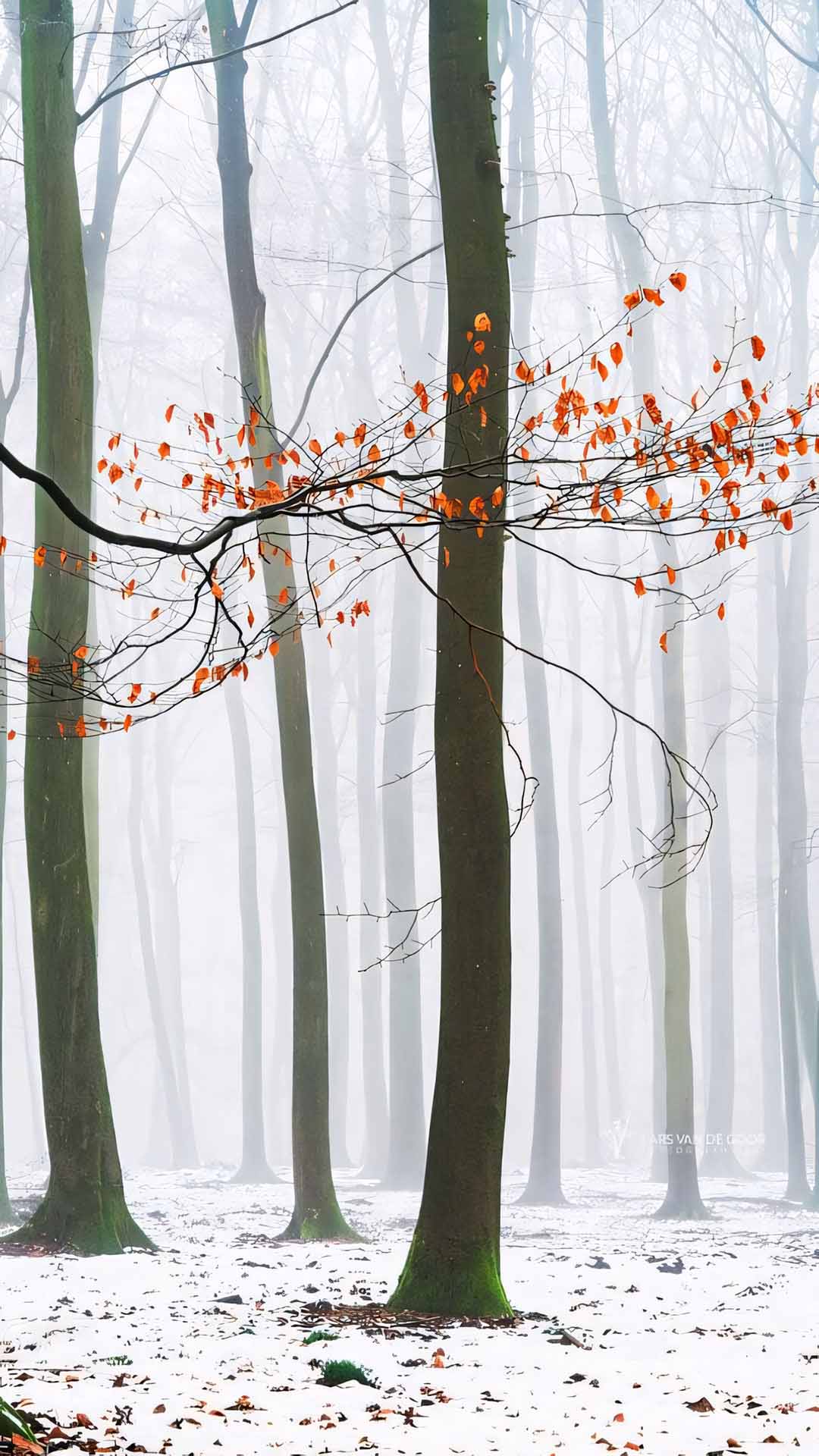 anh hoa cay coi buon 1920px 1080px full hd 9