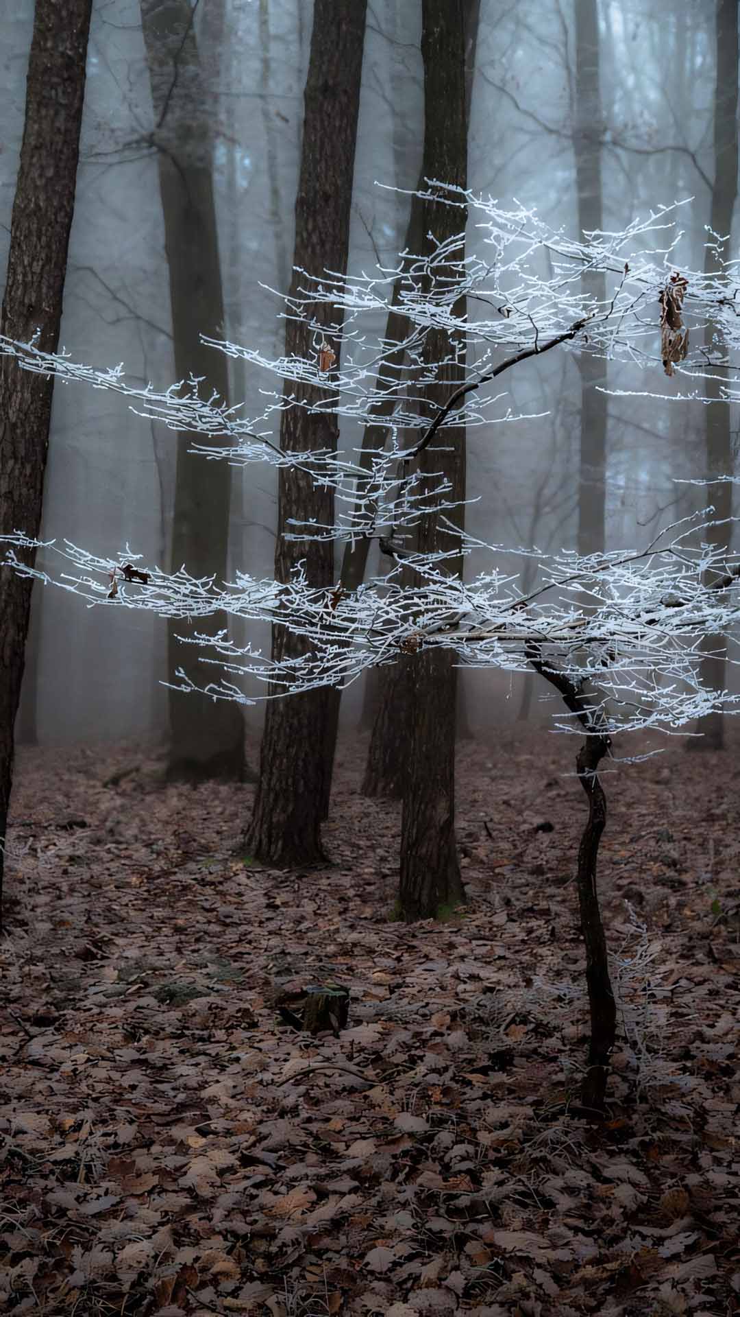 anh hoa cay coi buon 1920px 1080px full hd 8