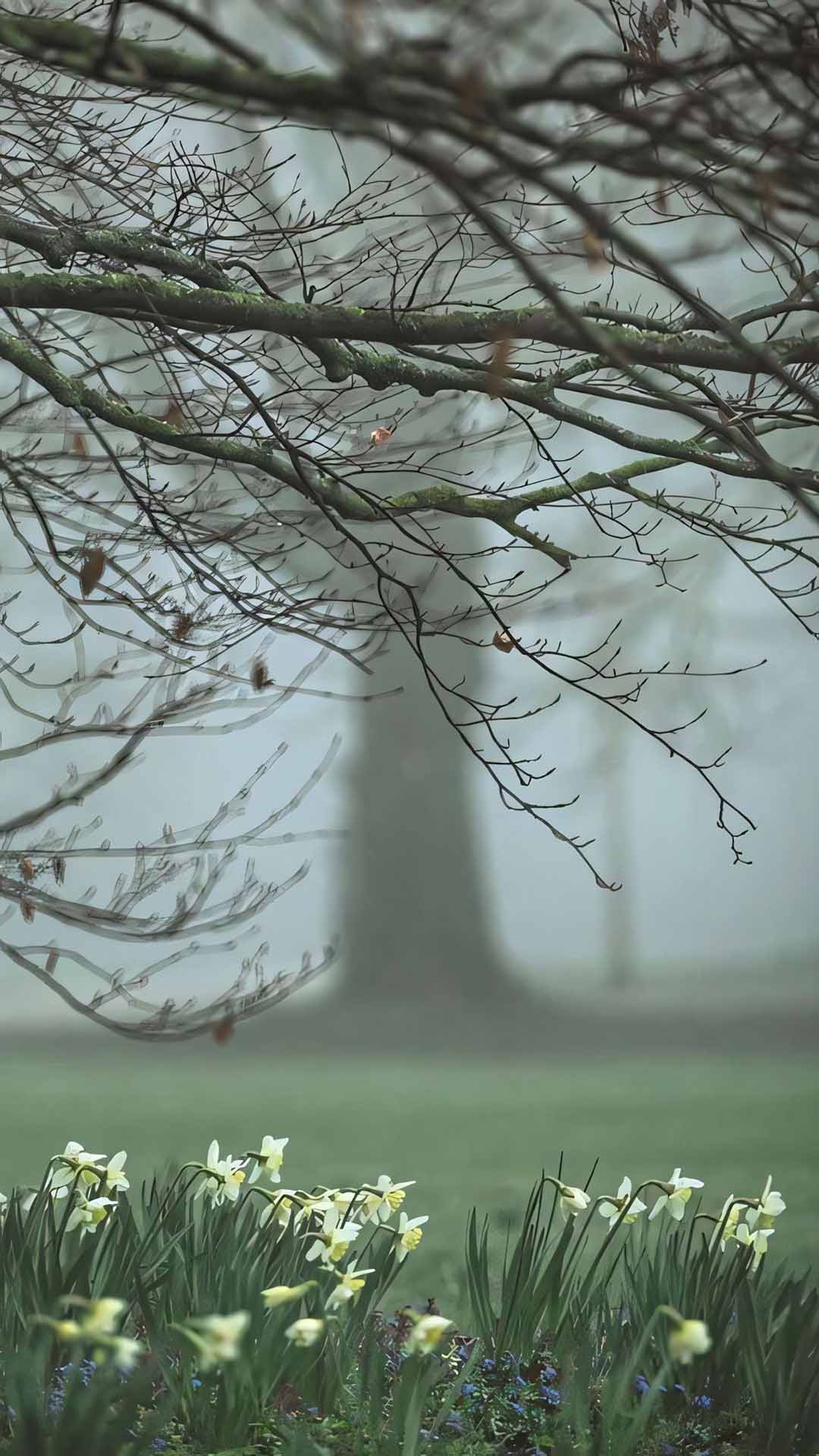 anh hoa cay coi buon 1920px 1080px full hd 6