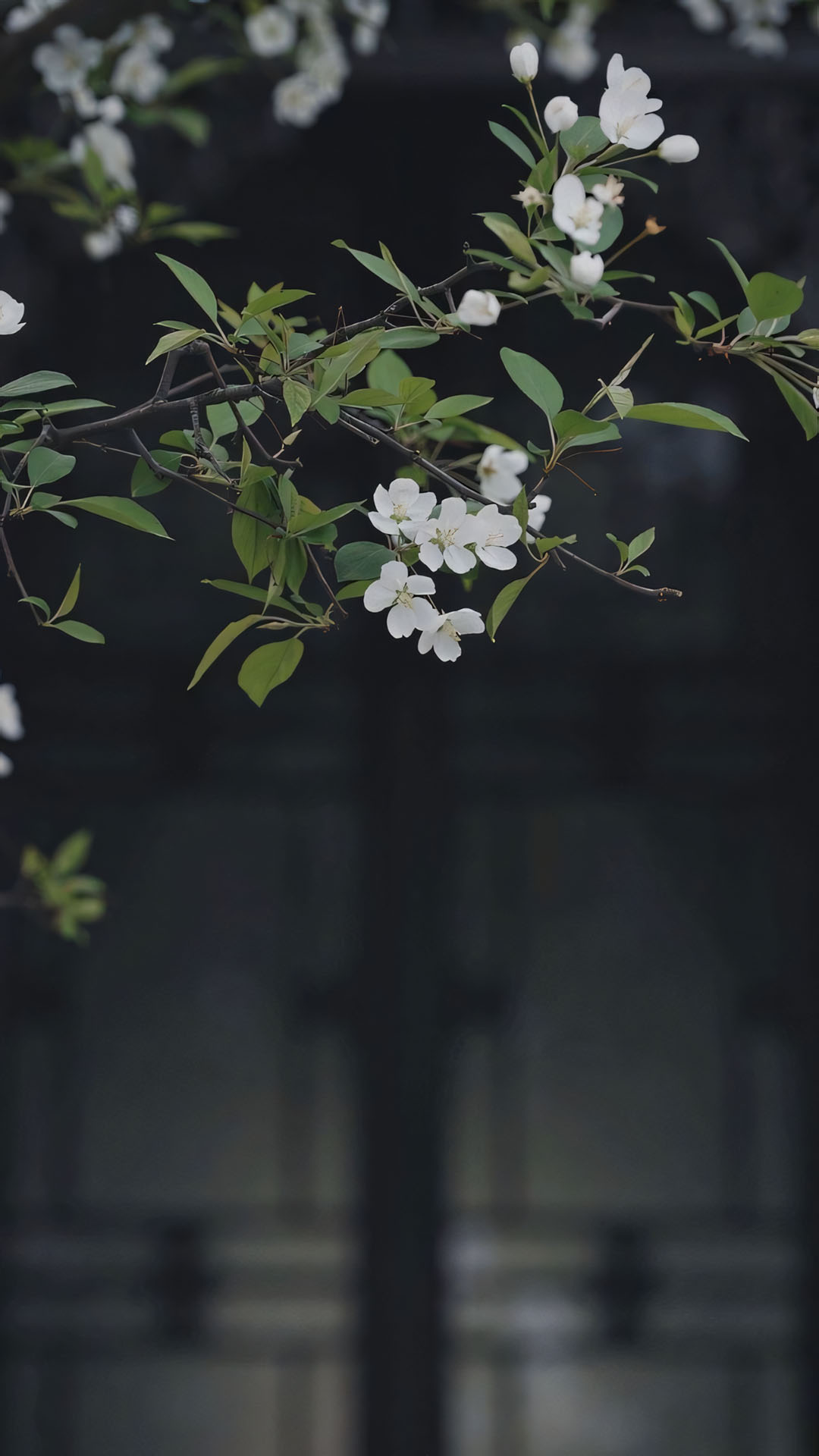 anh hoa cay coi buon 1920px 1080px full hd 5