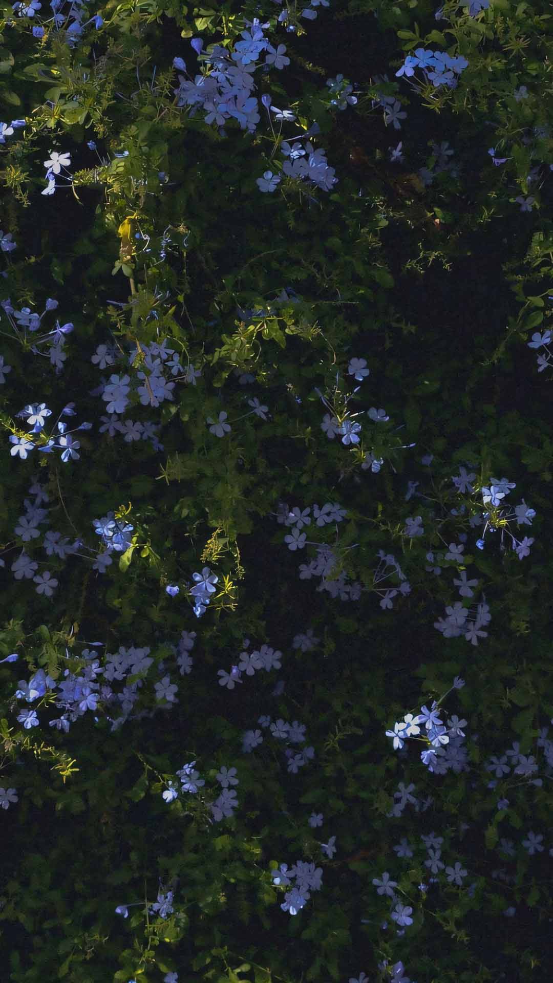 anh hoa cay coi buon 1920px 1080px full hd 3