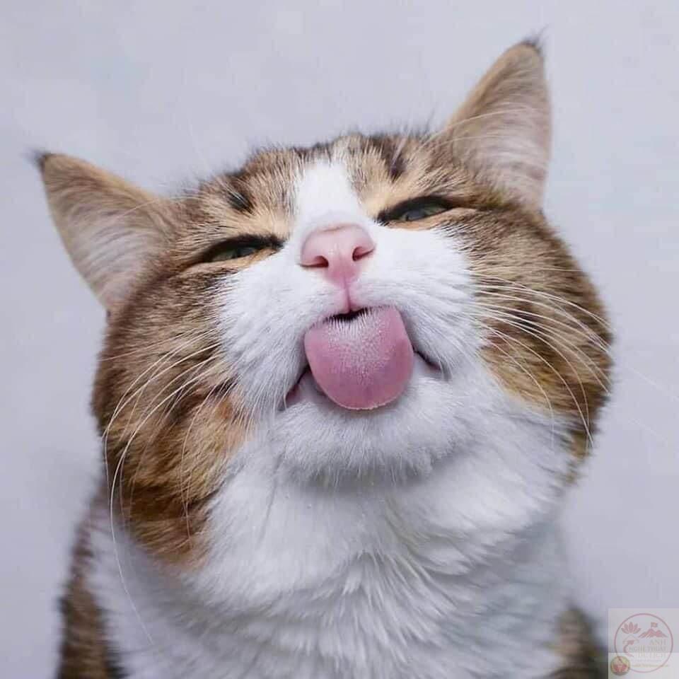 Video Em Bé Hài Hước - Tổng Hợp những Meme Lêu Lêu Dễ Thương | TikTok