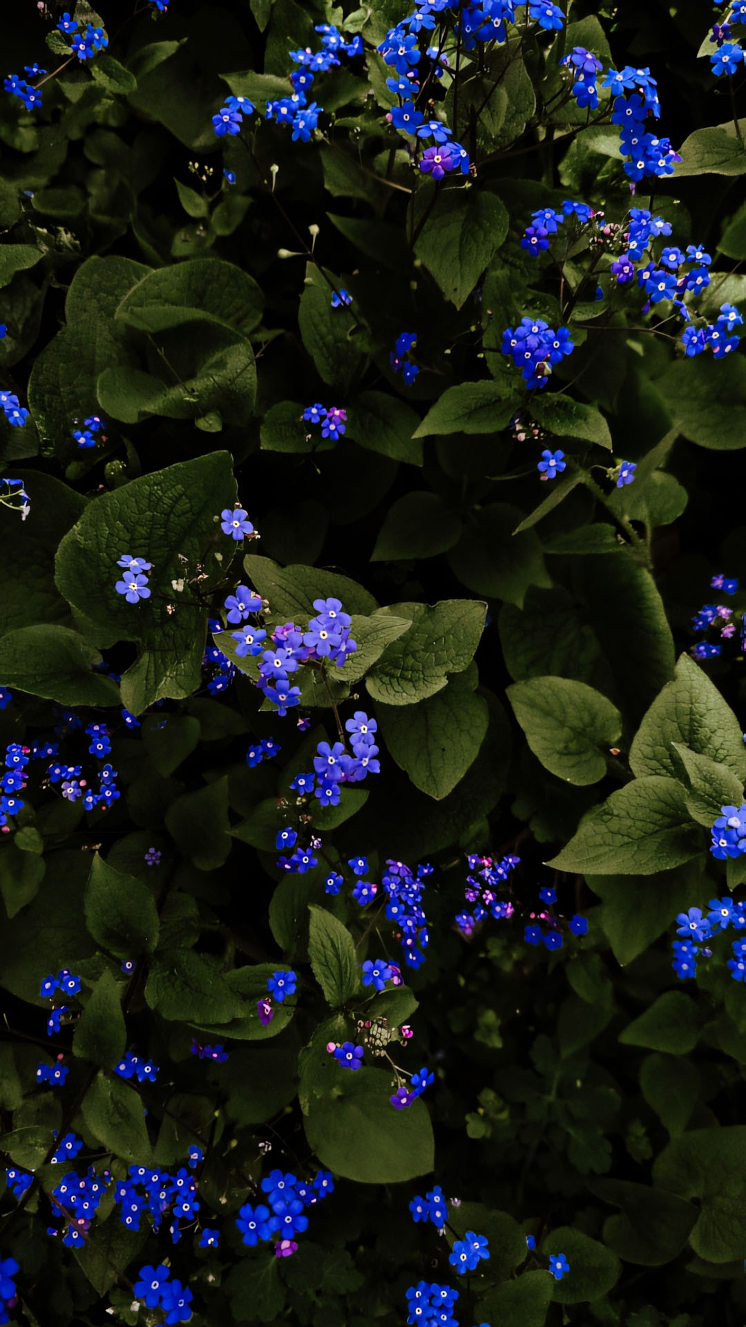 anh nen chill chill hoa buon 1920px 1080px full hd 3