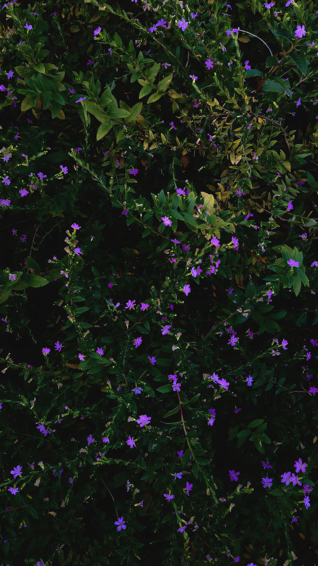 anh nen chill chill hoa buon 1920px 1080px full hd 2