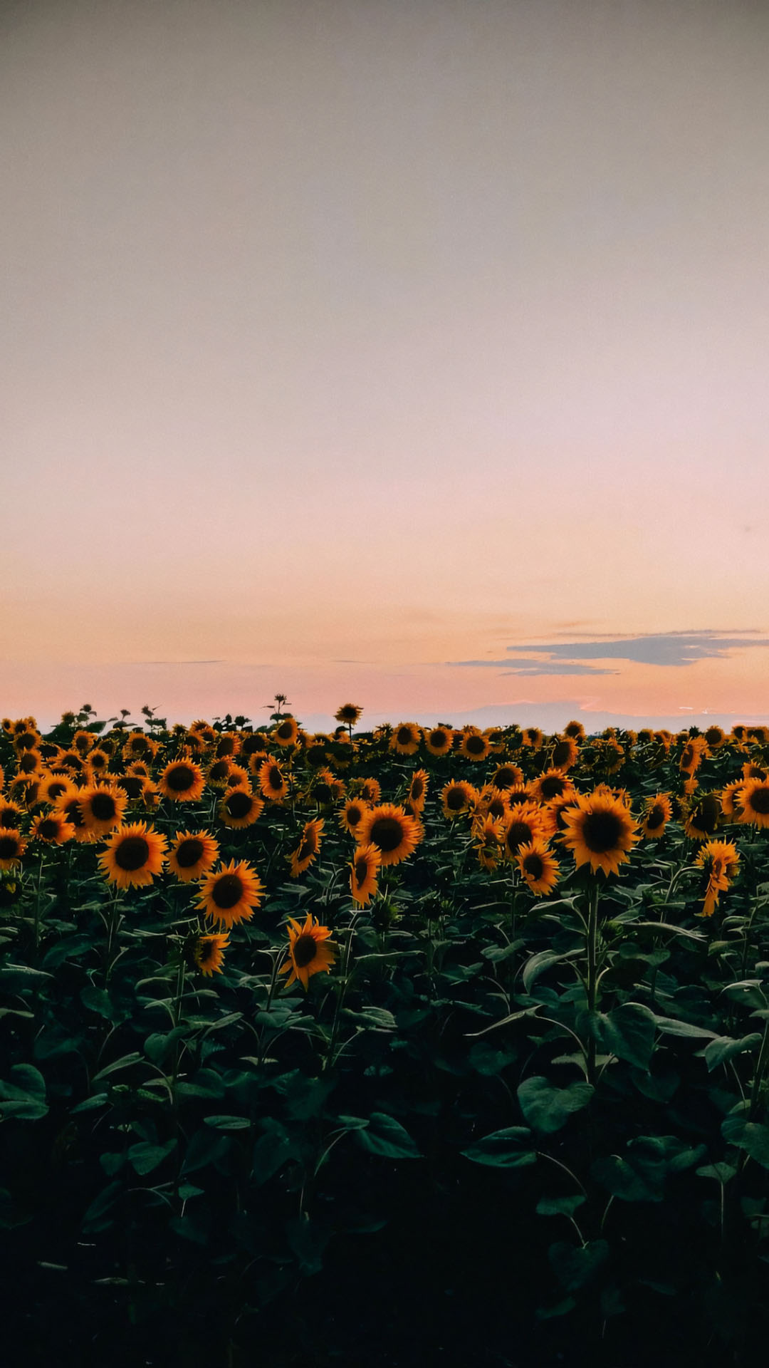 anh nen iphone chill hoa buon 1920px 1080px full hd 1