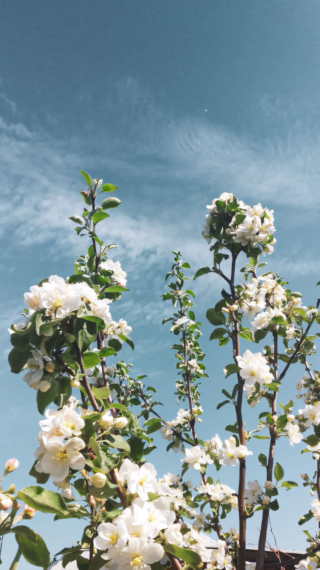 anh nen iphone chill hoa buon 1920px 1080px full hd 13