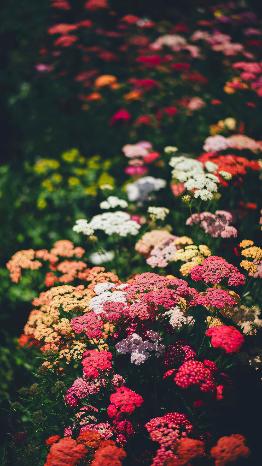 anh nen iphone chill hoa buon 1920px 1080px full hd 12