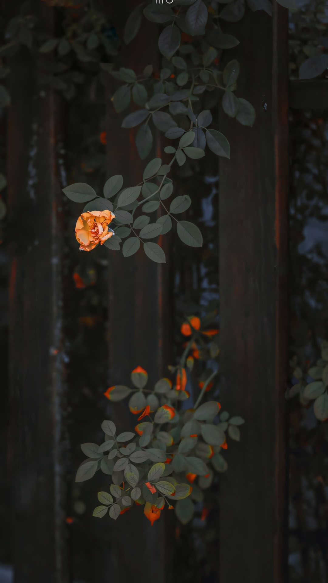 anh nen iphone chill hoa buon 1920px 1080px full hd 9