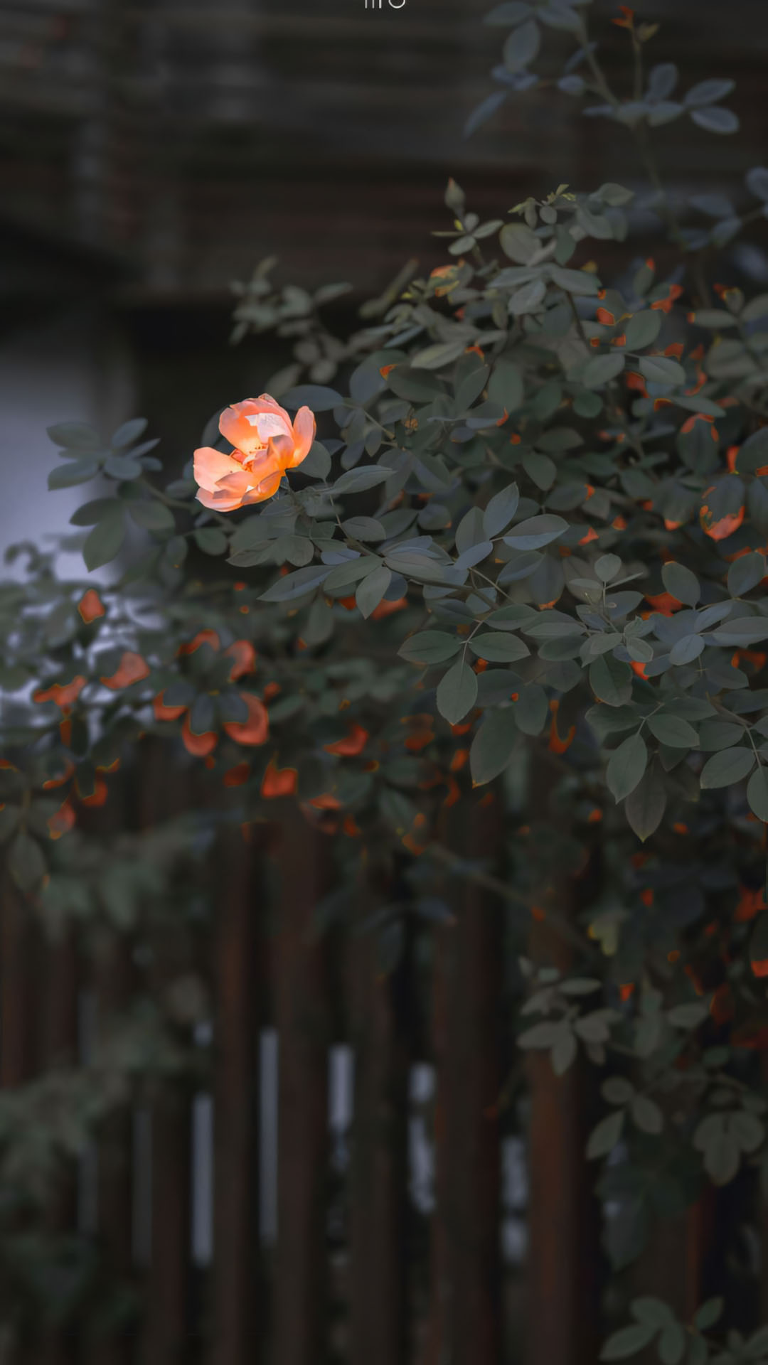 anh nen iphone chill hoa buon 1920px 1080px full hd 8