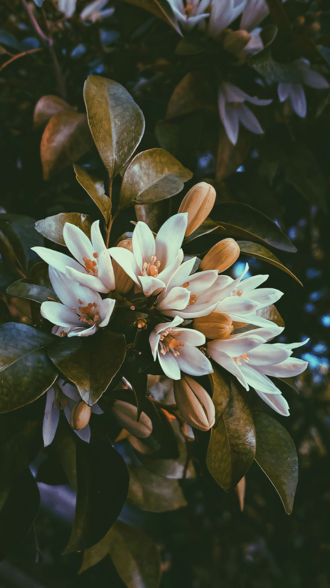 anh nen iphone chill hoa buon 1920px 1080px full hd 5