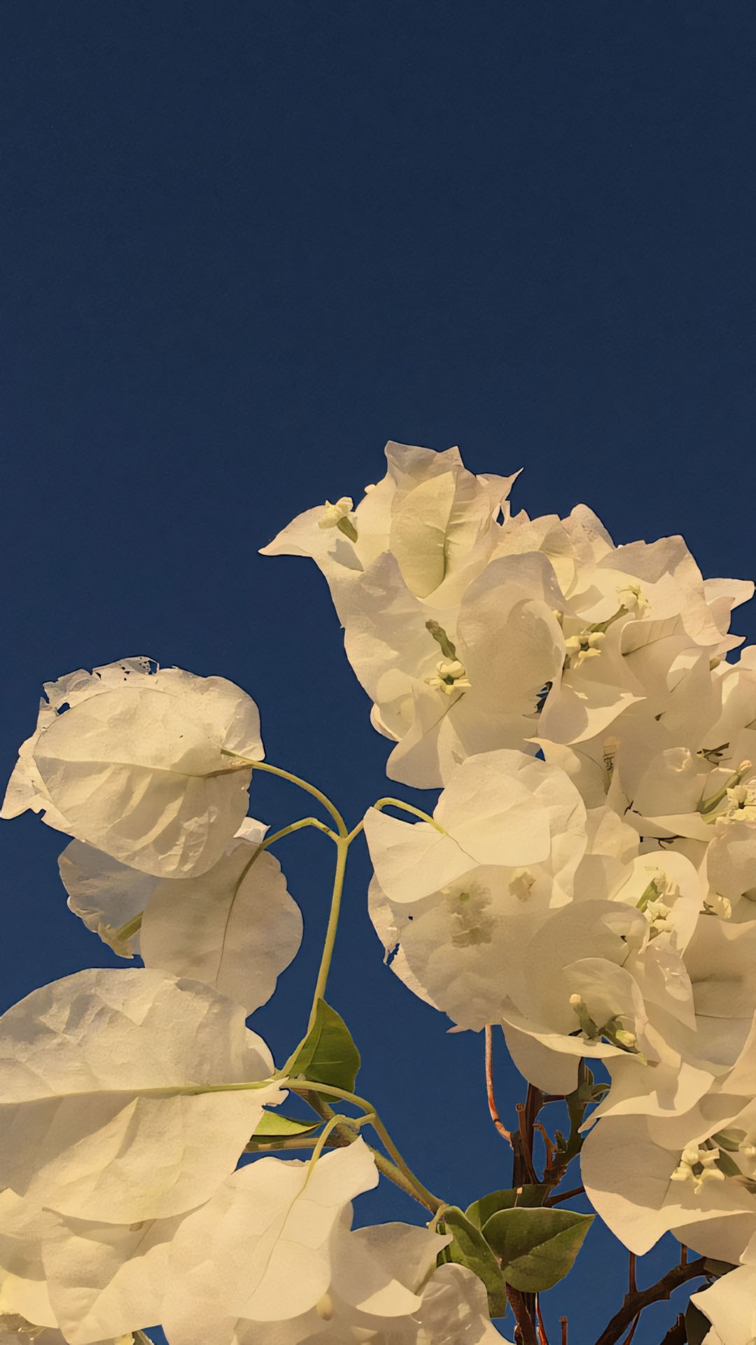 anh nen iphone chill hoa buon 1920px 1080px full hd 4