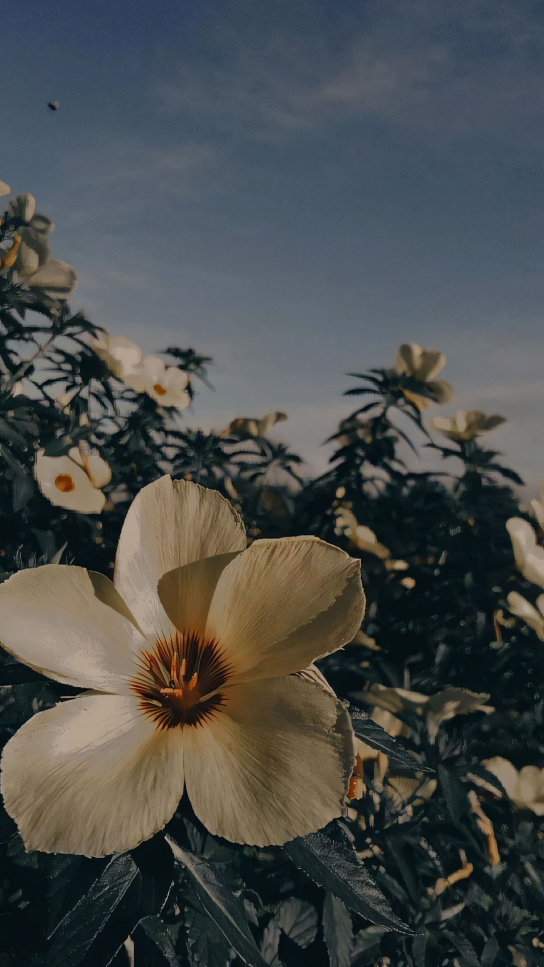 anh nen iphone chill hoa buon 1920px 1080px full hd 3