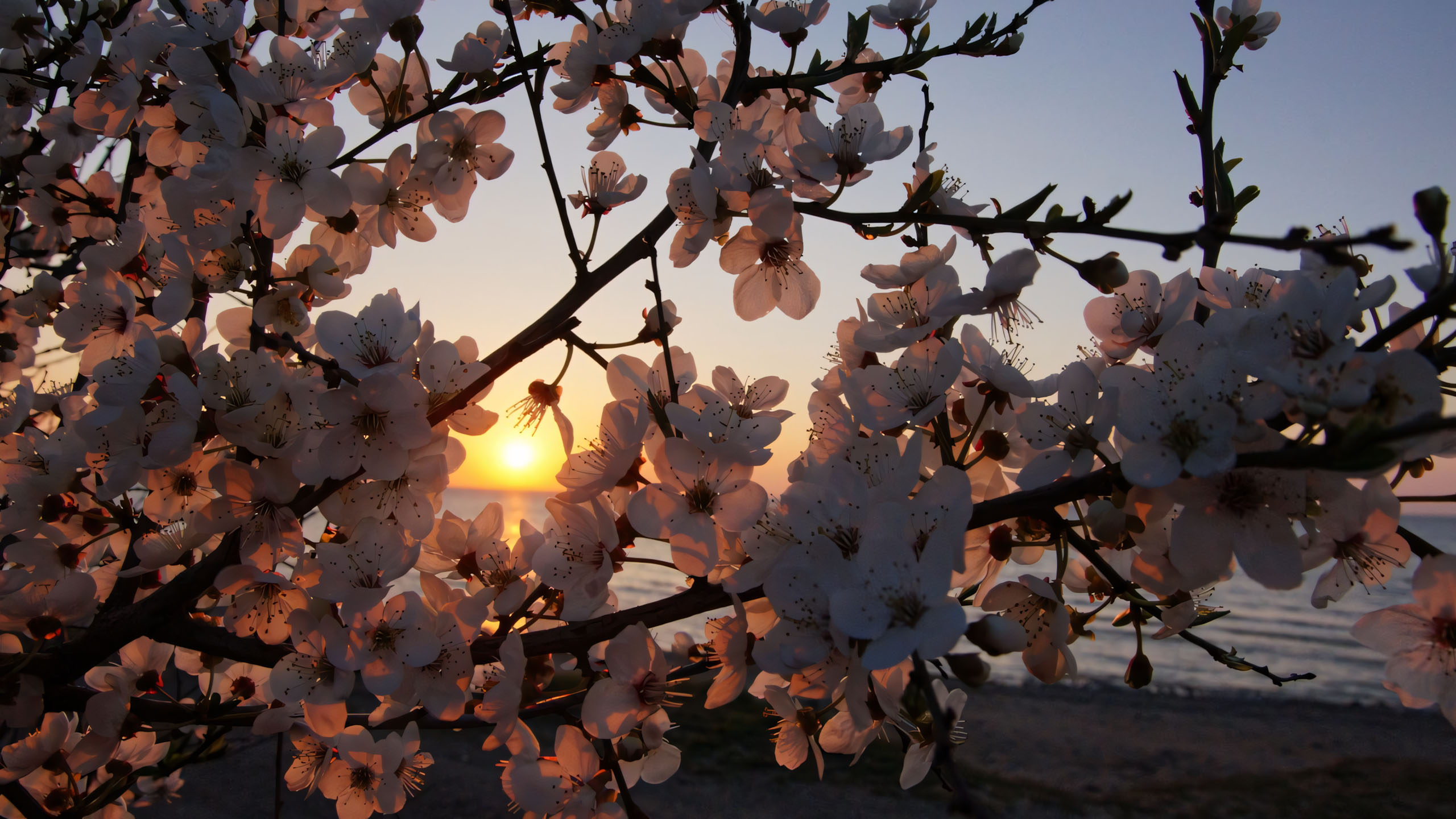 wallpaper anh chill hoa buon 2560px 1440px 2k 18