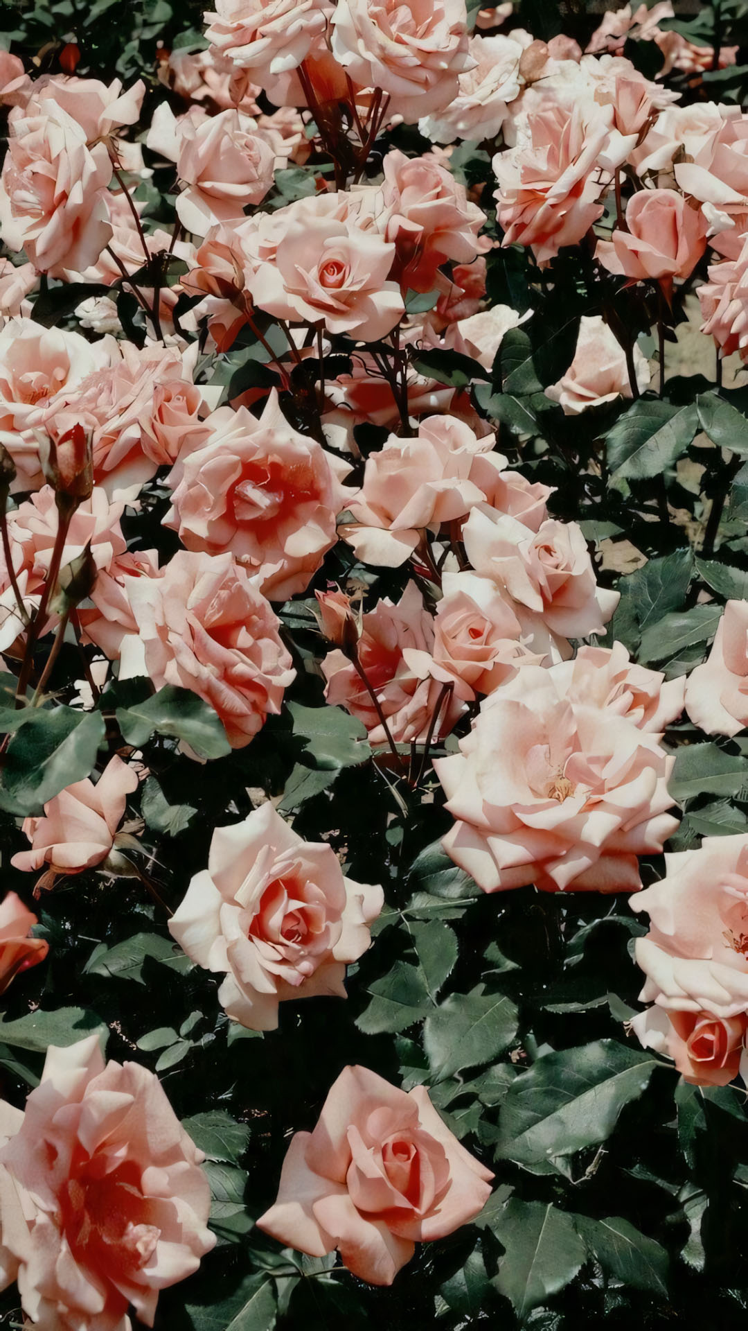 anh nen chill chill hoa buon 1920px 1080px full hd 11