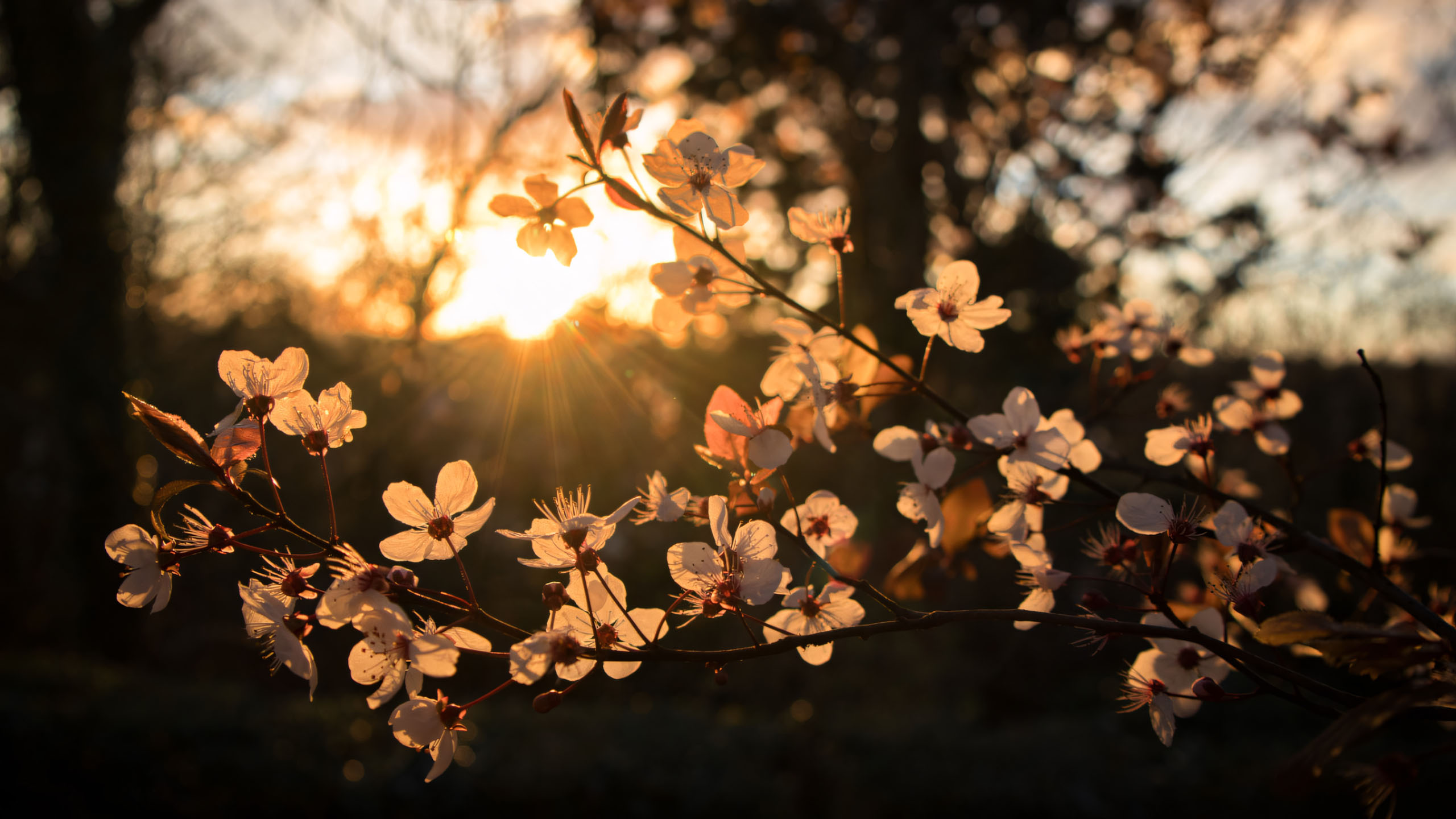 wallpaper anh chill hoa buon 2560px 1440px 2k 17