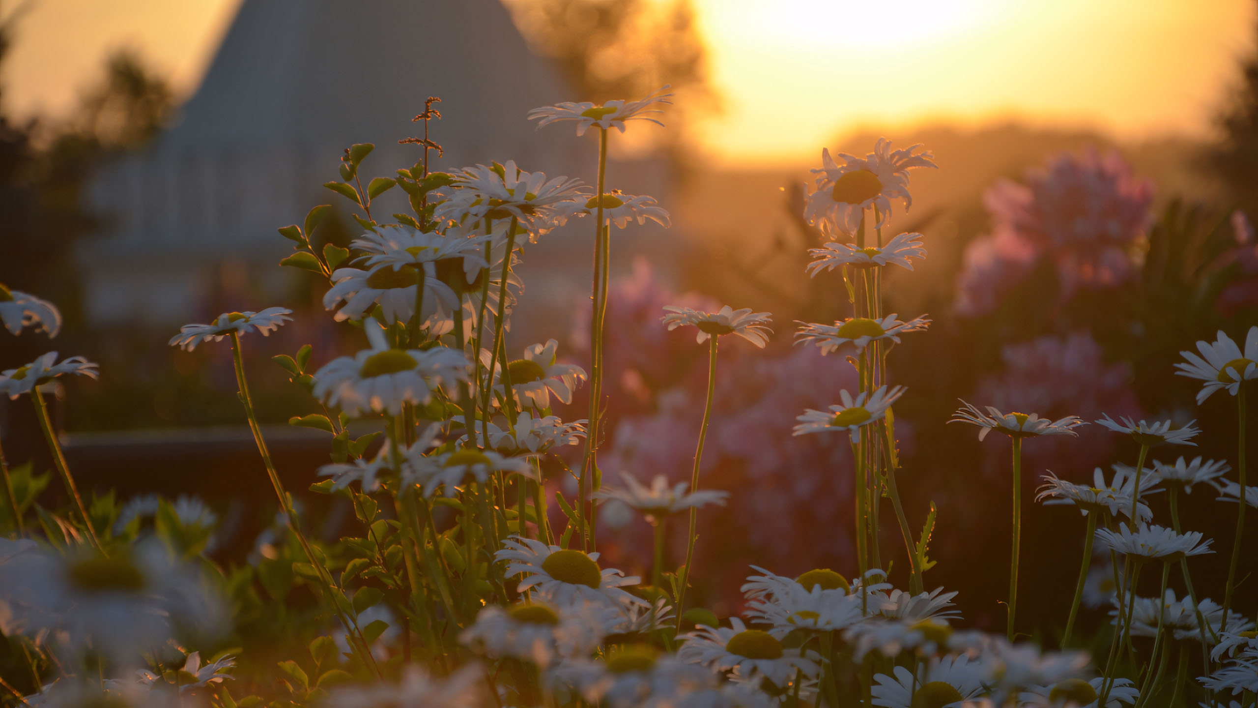 wallpaper anh chill hoa buon 2560px 1440px 2k 16