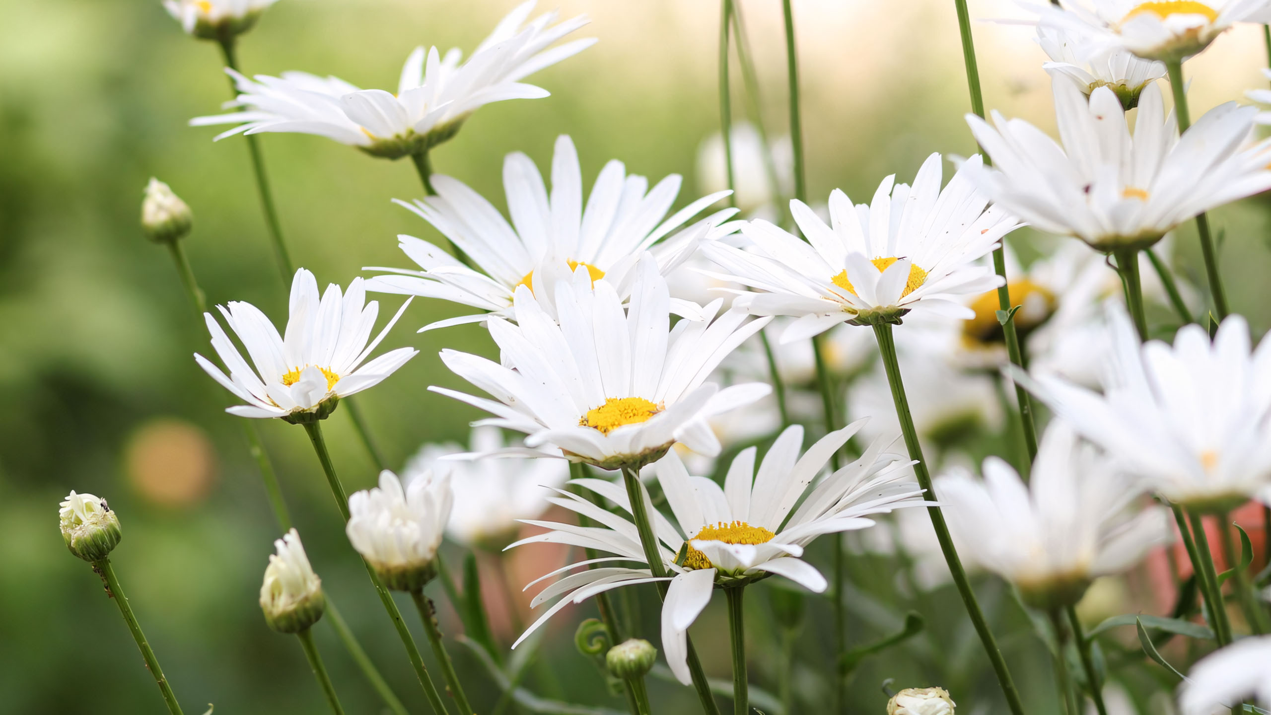 wallpaper anh chill hoa buon 2560px 1440px 2k 15