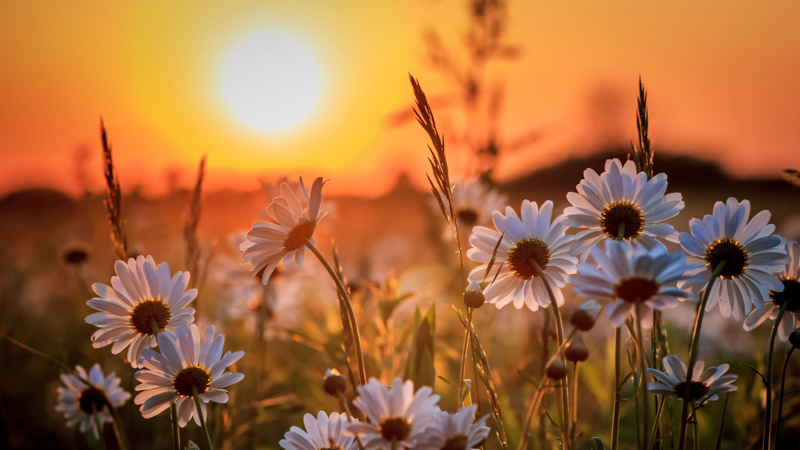 wallpaper anh chill hoa buon 2560px 1440px 2k 12